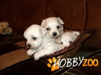 ofer pui bichon maltese