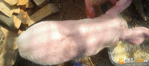 purcei de carne metis de Landrace