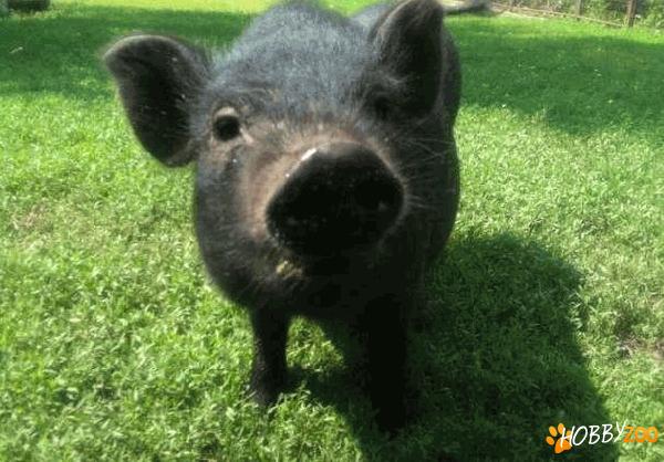 porci vietnamezi puiet