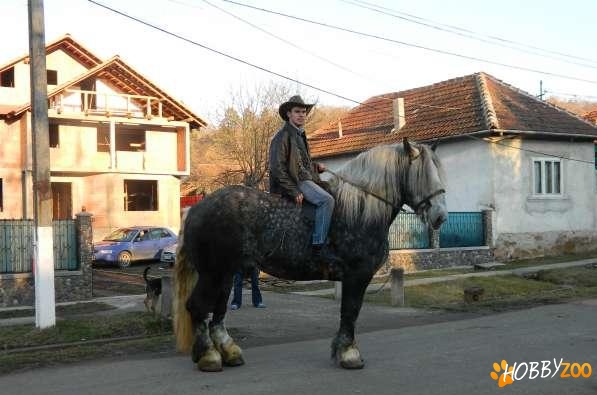   Armasar  percheron