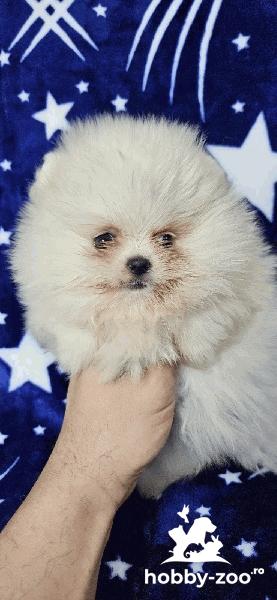 Pomeranian Boo Puppies