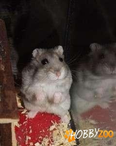 Hamster pitic rusesc femela