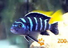 Pseudotropheus demasoni 