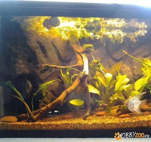 execut acvarii la comanda