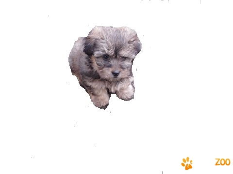 bichon hananez de vanzare