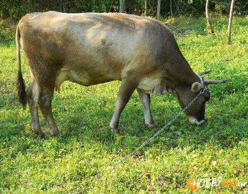 Vaca bruna buna de lapte