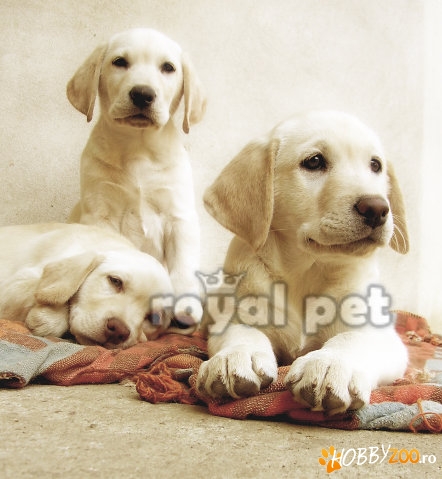 VAND CAINI LABRADOR RETRIEVER