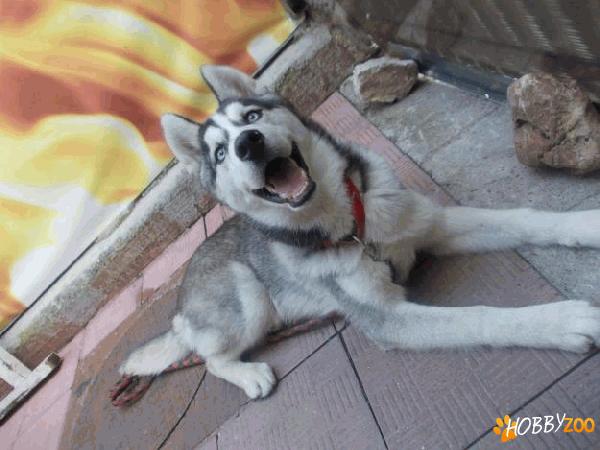 husky  siberian  mascul