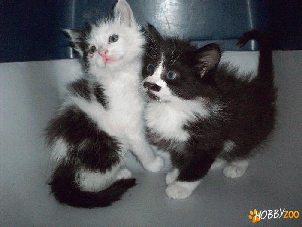 Vand Maine Coon rasa pura