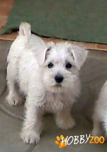 Vand Catei Schnauzer Pitic Alb
