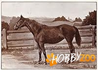 Calul Anglo Norman horse