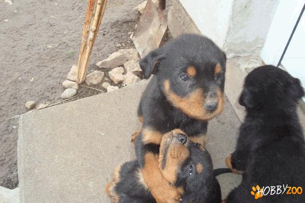 Vand Rottweiler