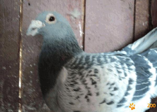 porumbel mascul cu pedigree