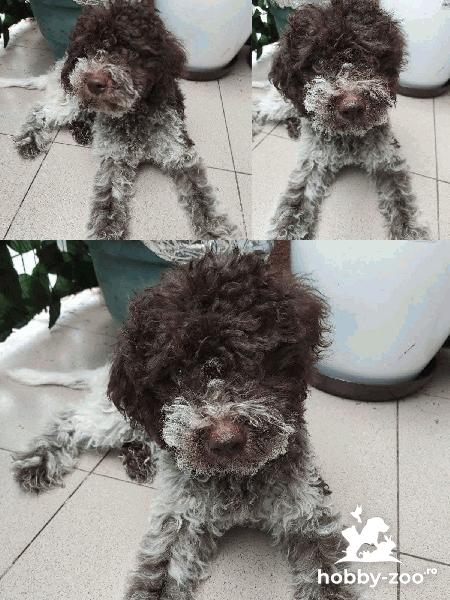Lagotto Romagnolo catelusi de vanzare
