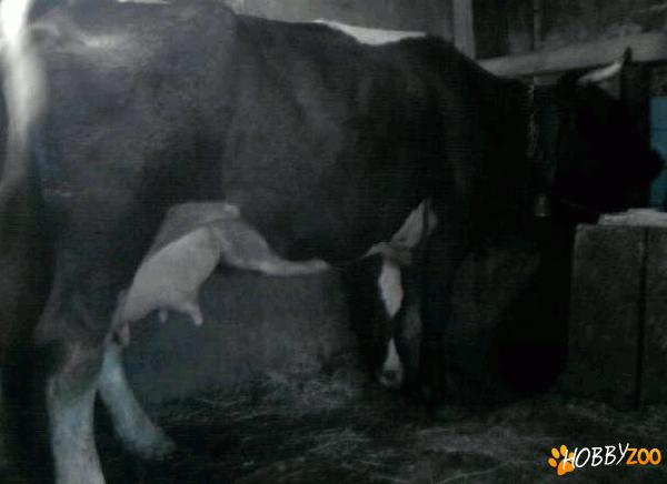 Vand vaca de lapte holstein