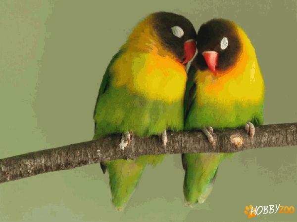 Pasari de colivie Agapornis