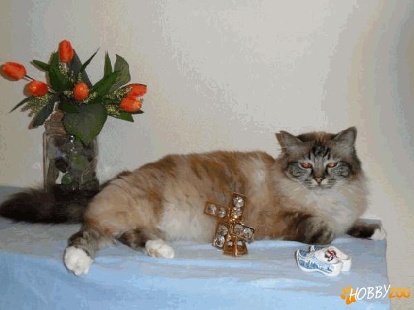 cumpar motan de rasa