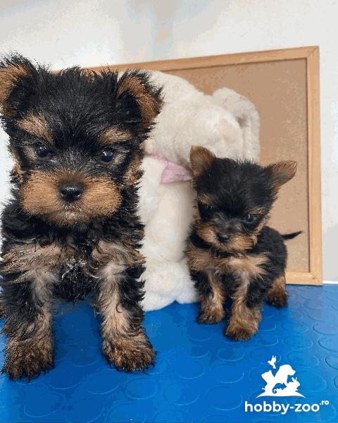 Adorabilul Yorkshire gata pentru o casă nouă.