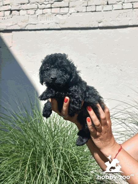 Caniche jucărie cățeluși