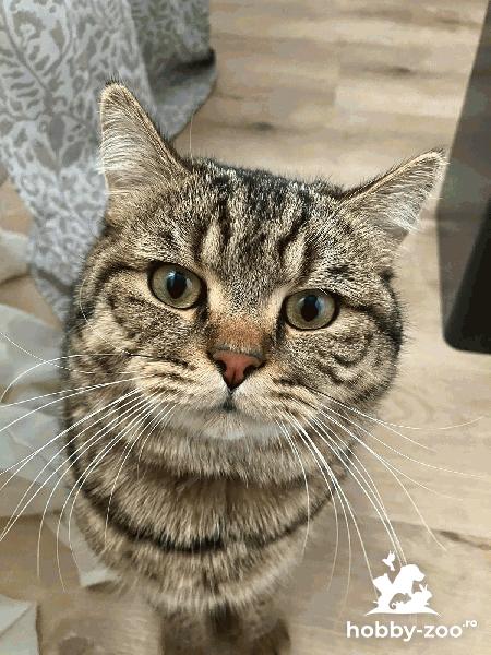 Motan British Shorthair