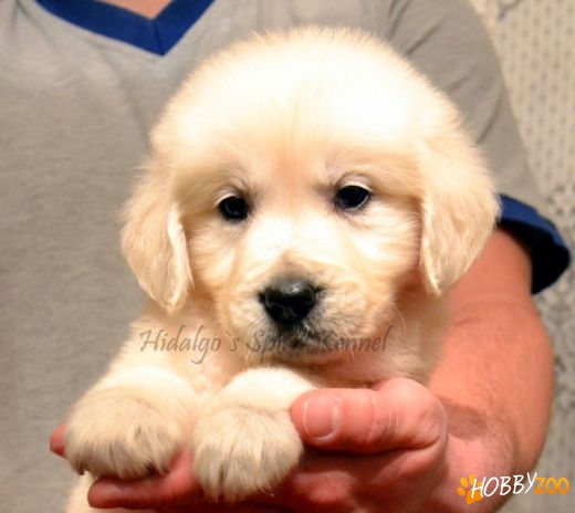 Golden Retriever Hidalgos Spirit
