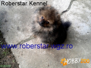 Vand pui pomeranian mascul