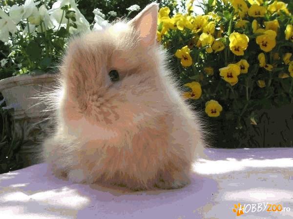 caut colaborare cu petshop
