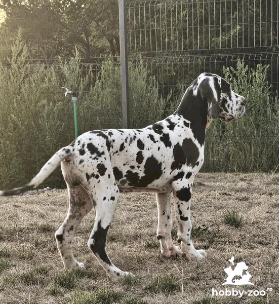 Marele Danez – Pui frumoși