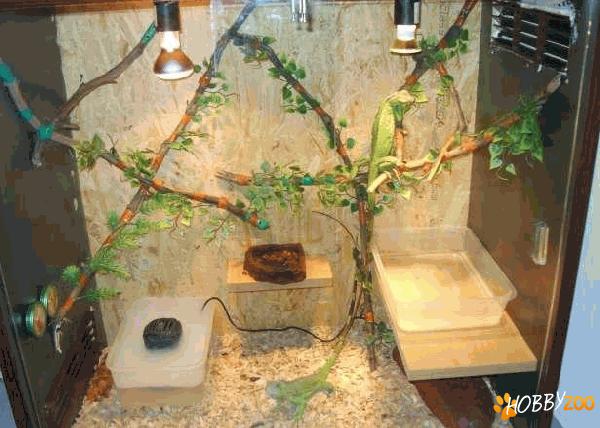 vanzare accesorii reptile