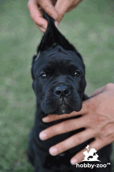 Cane Corso catelusi de vanzare