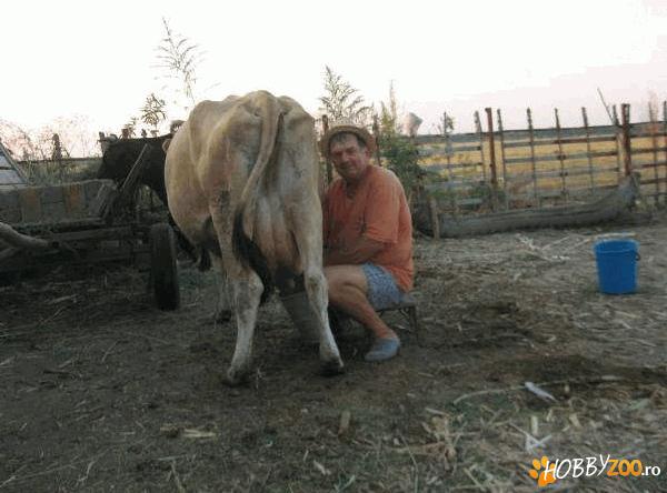 vand vaca gestanta ialomita