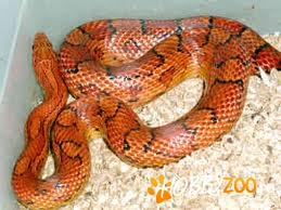Vand sau schimb corn snake