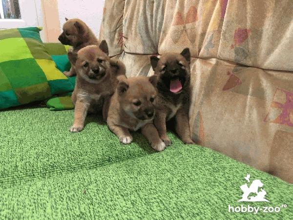Shiba Inu catelusi de vanzare