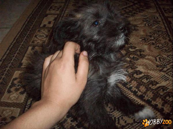 Bichon Havanese 