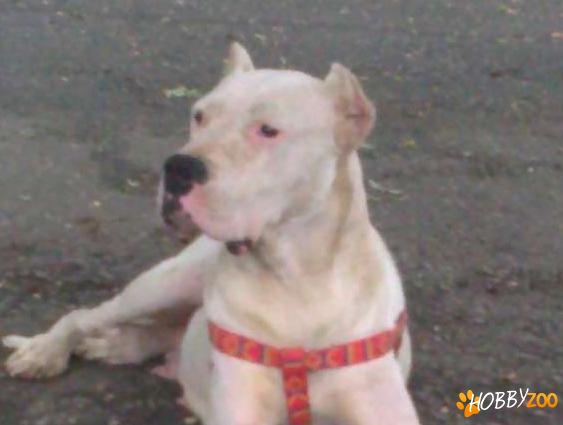 catea Dog argentinian alba