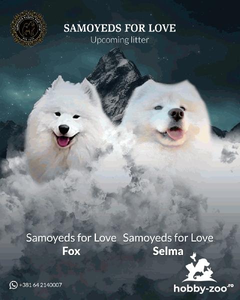 Samoyezi adulți și pui de vânzare