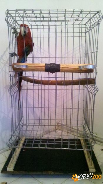 colivie mare de papagali