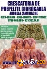 carne si oua de prepelite