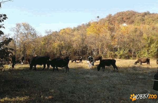 vaci gestante rasa holstein