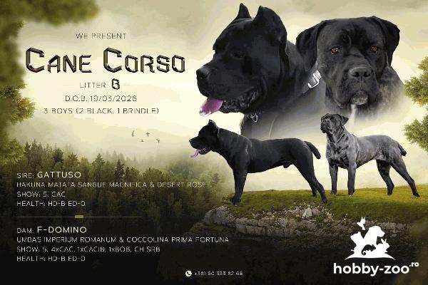 Cane Corso pui frumoși