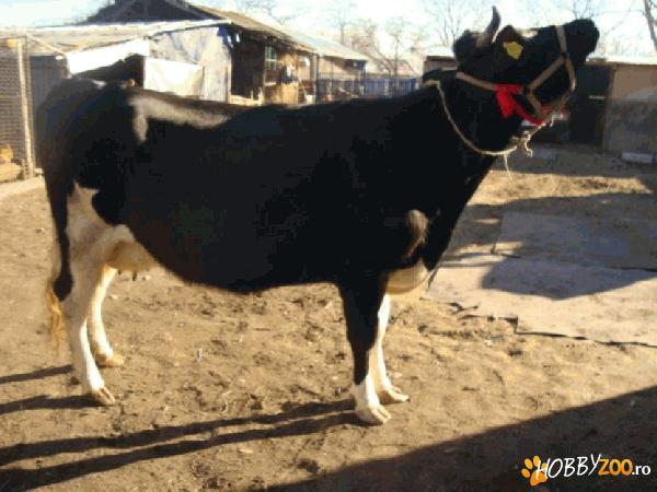 Vaci de lapte metis Holstein