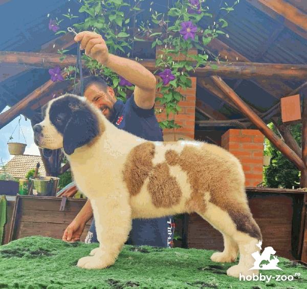 Saint bernard cu pedigree