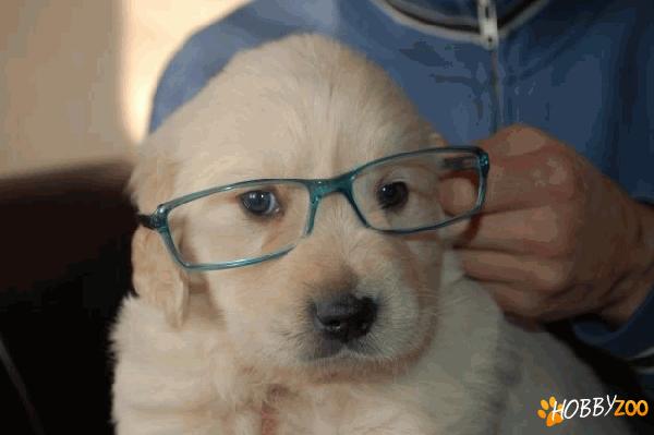 Pui Golden Retriever