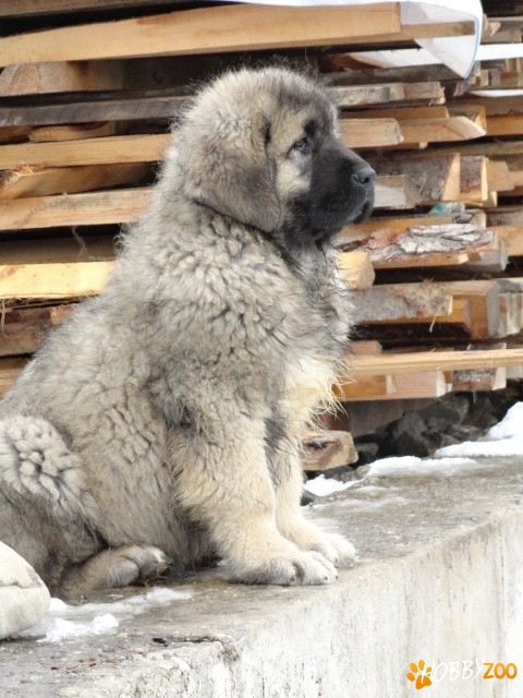 Ciobanesc caucazian pui