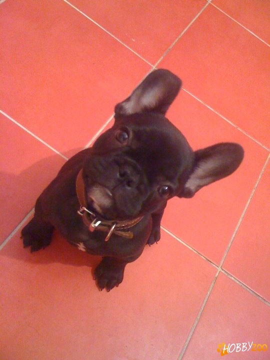 Vand Bulldog Francez