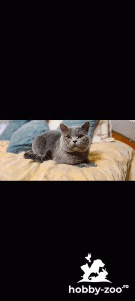 Pablo in cautarea unei iubite!?!?