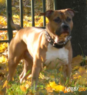 ofer pentru monta amstaff