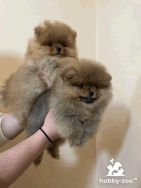 Pui de pomeranian cu pedigree 