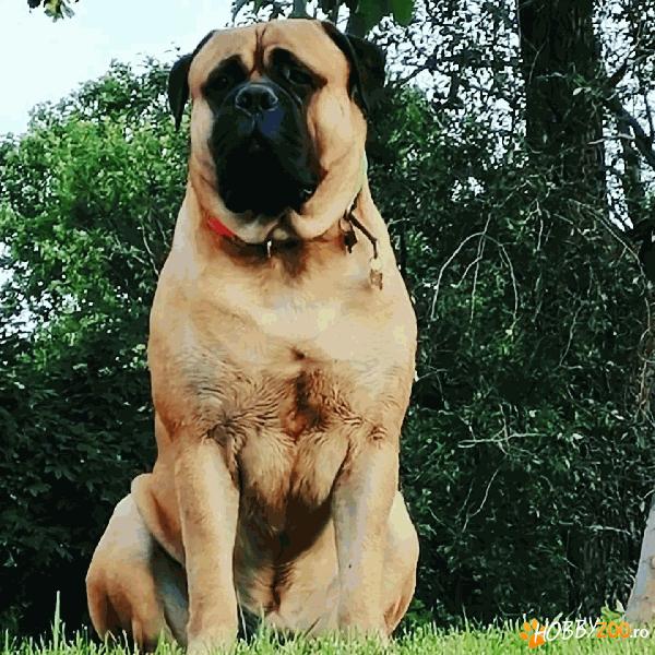 Ofer la monta Bullmastiff