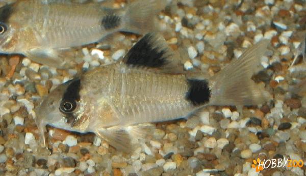 Pesti acvariu Corydoras panda